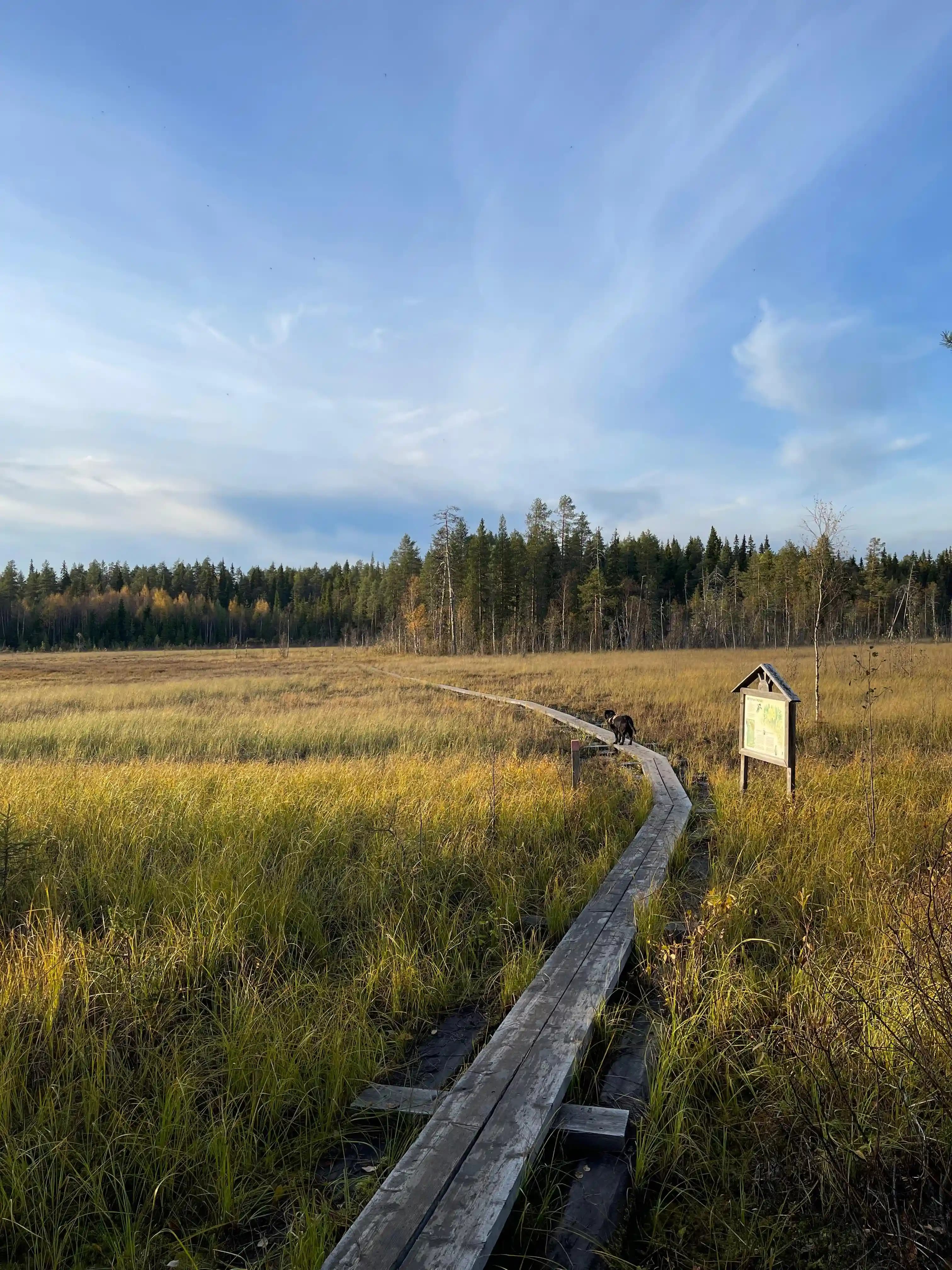 A trail on top of the swamp