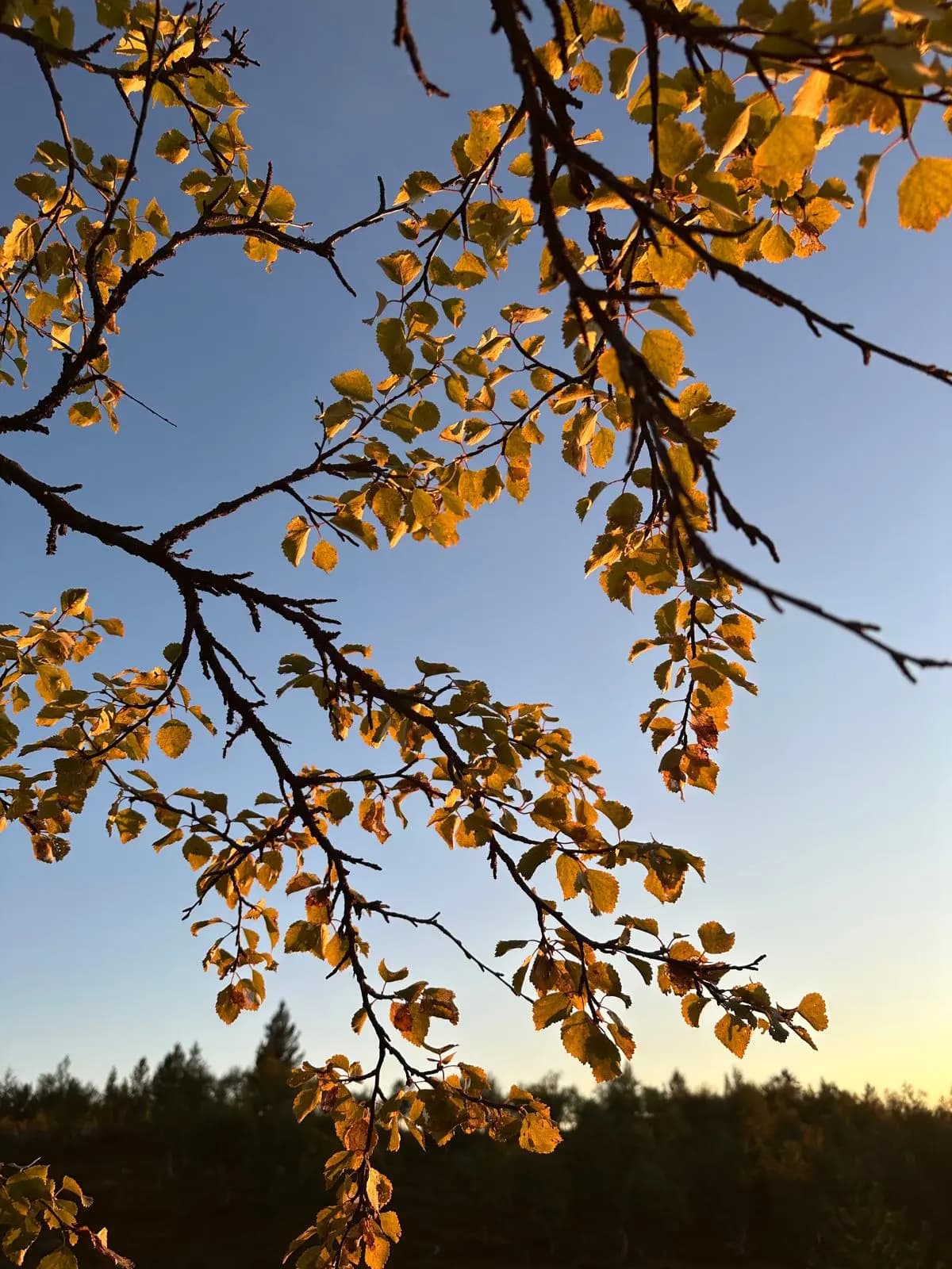 Fall colors in Finnish forest