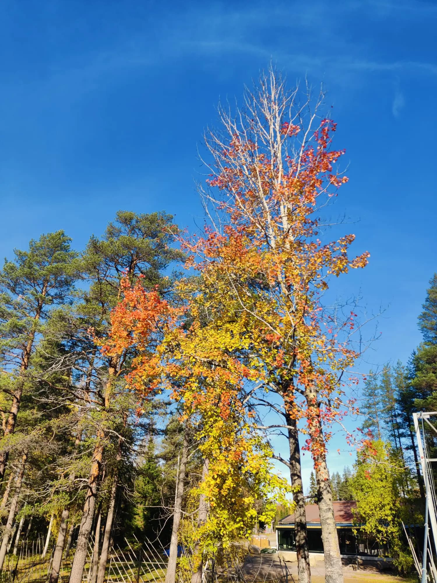 Fall colors in Finnish forest