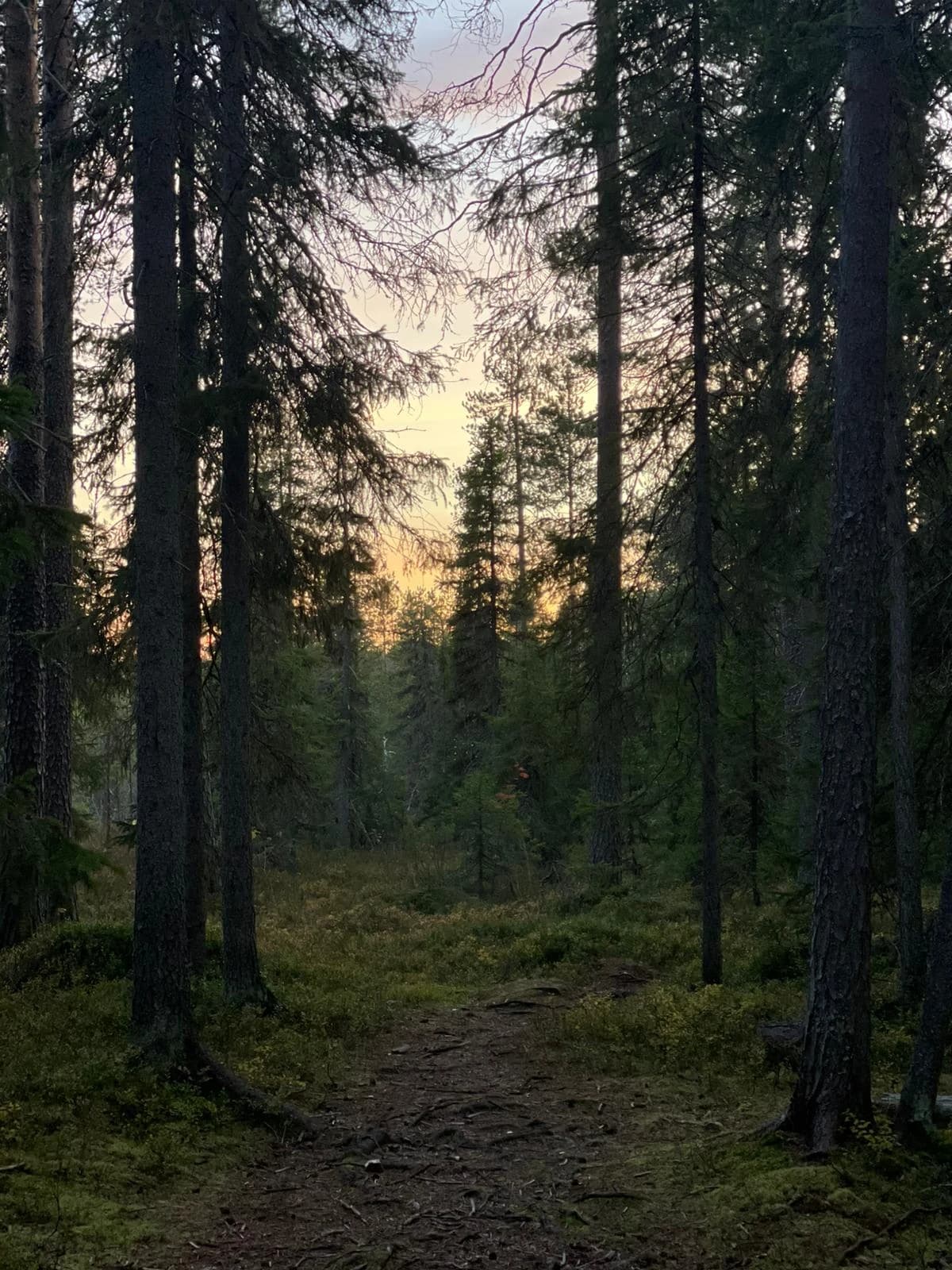 Finnish forest
