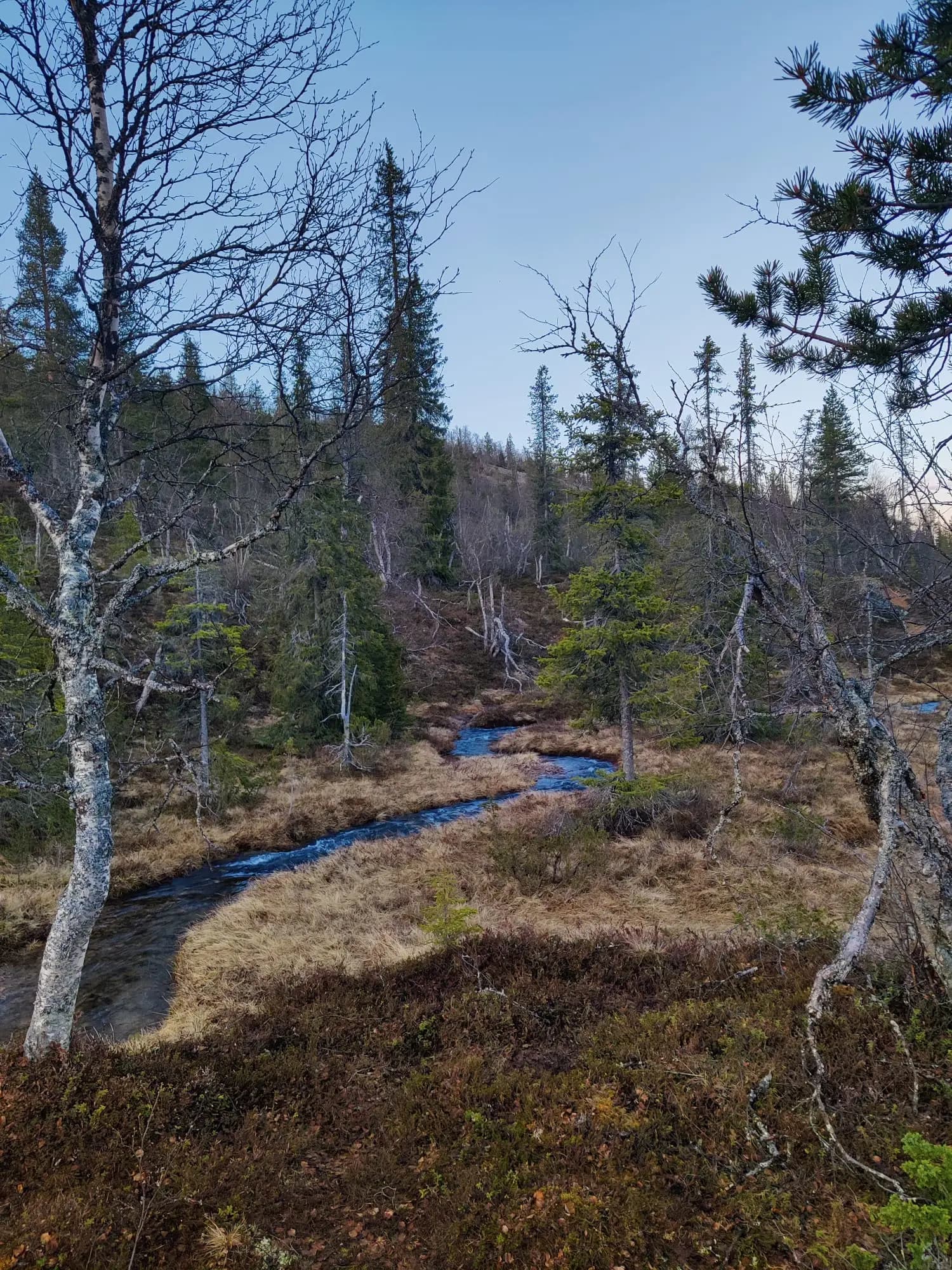 Small stream in Finnish forest