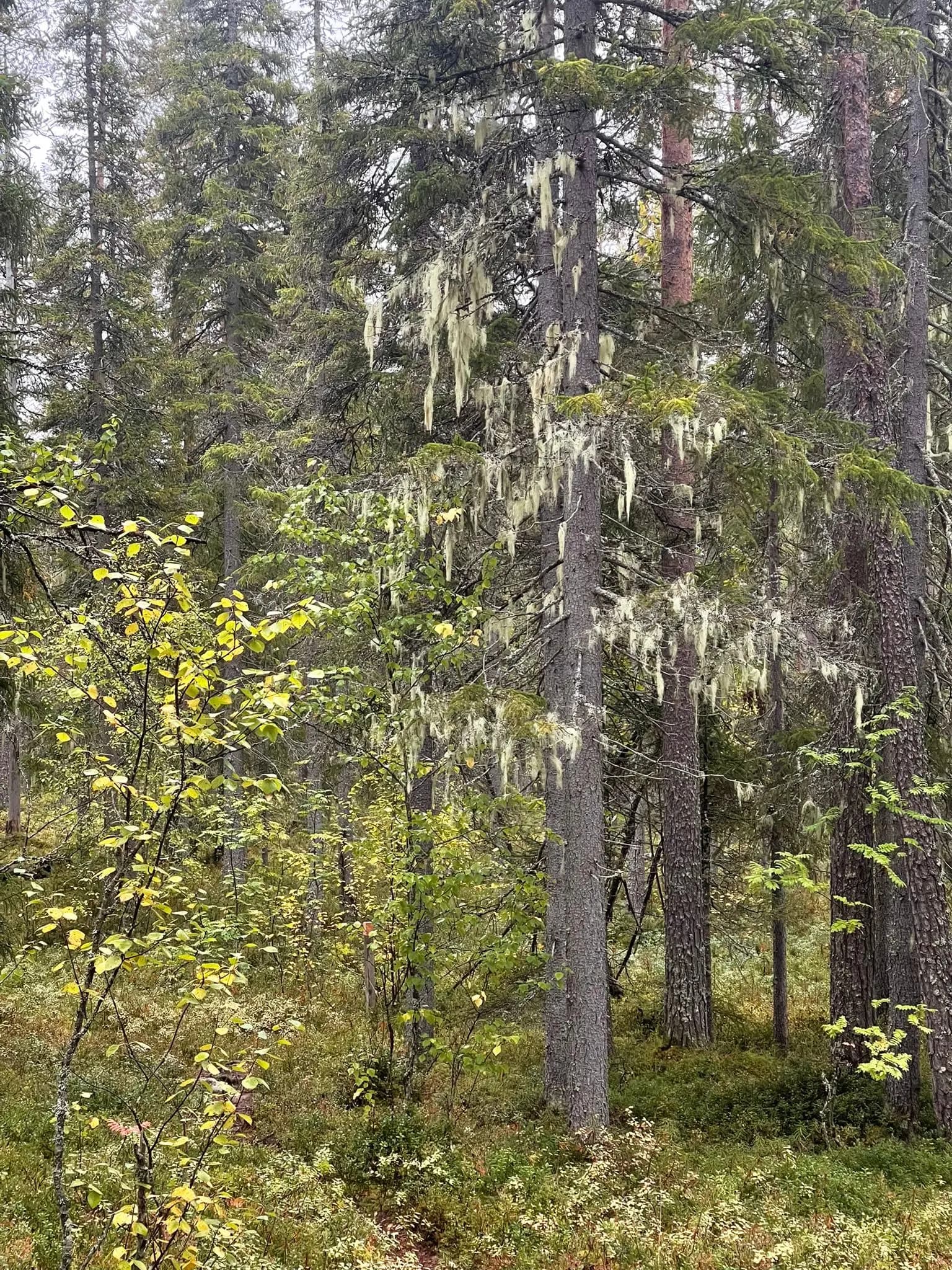 Finnish forest landscape
