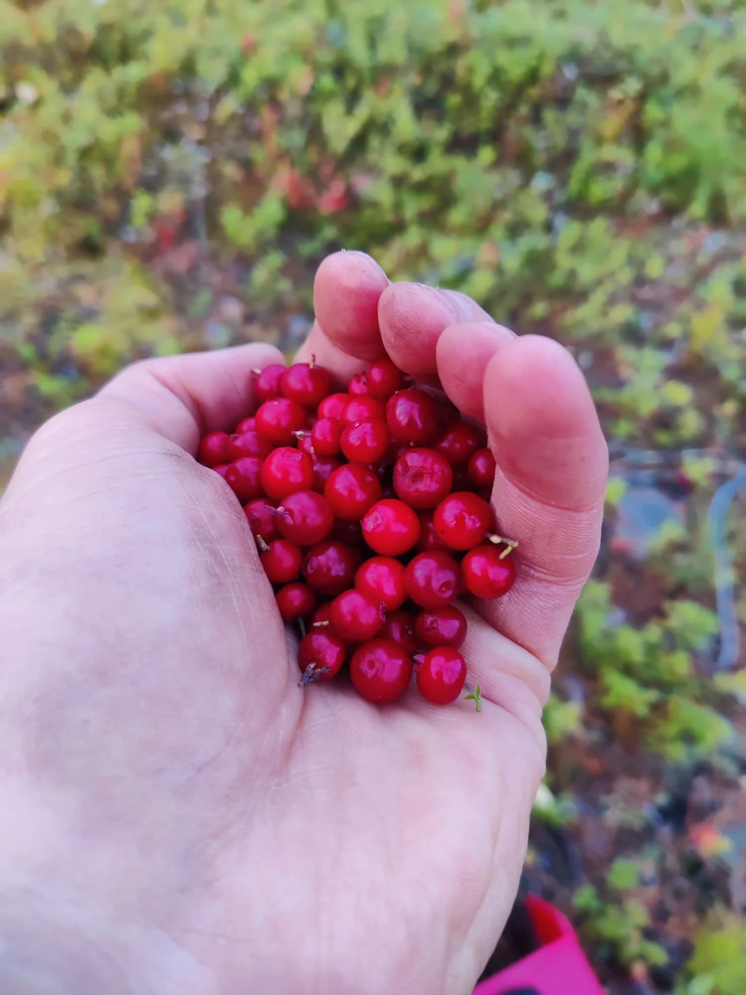 Lingonberry on hand