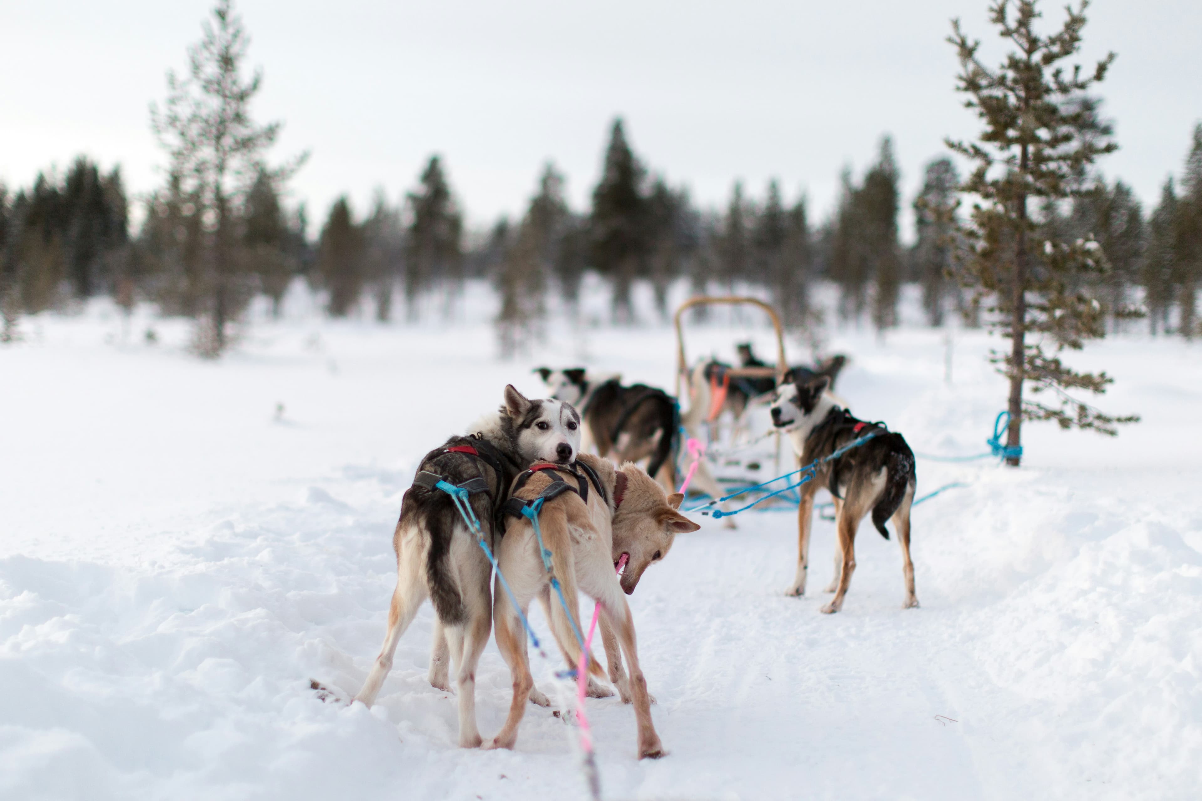 Husky Sledding