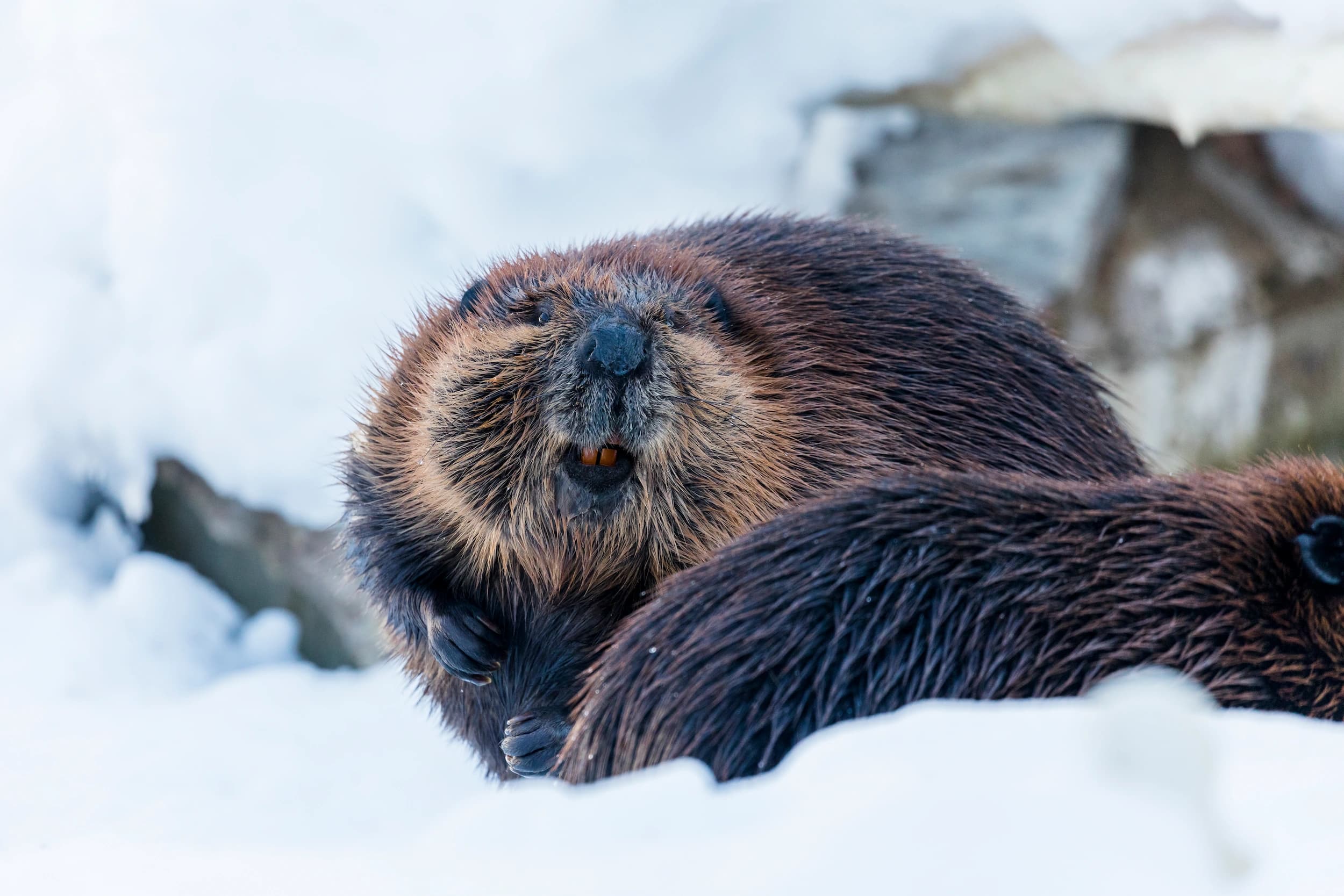 Beaver in Ranua Zoo