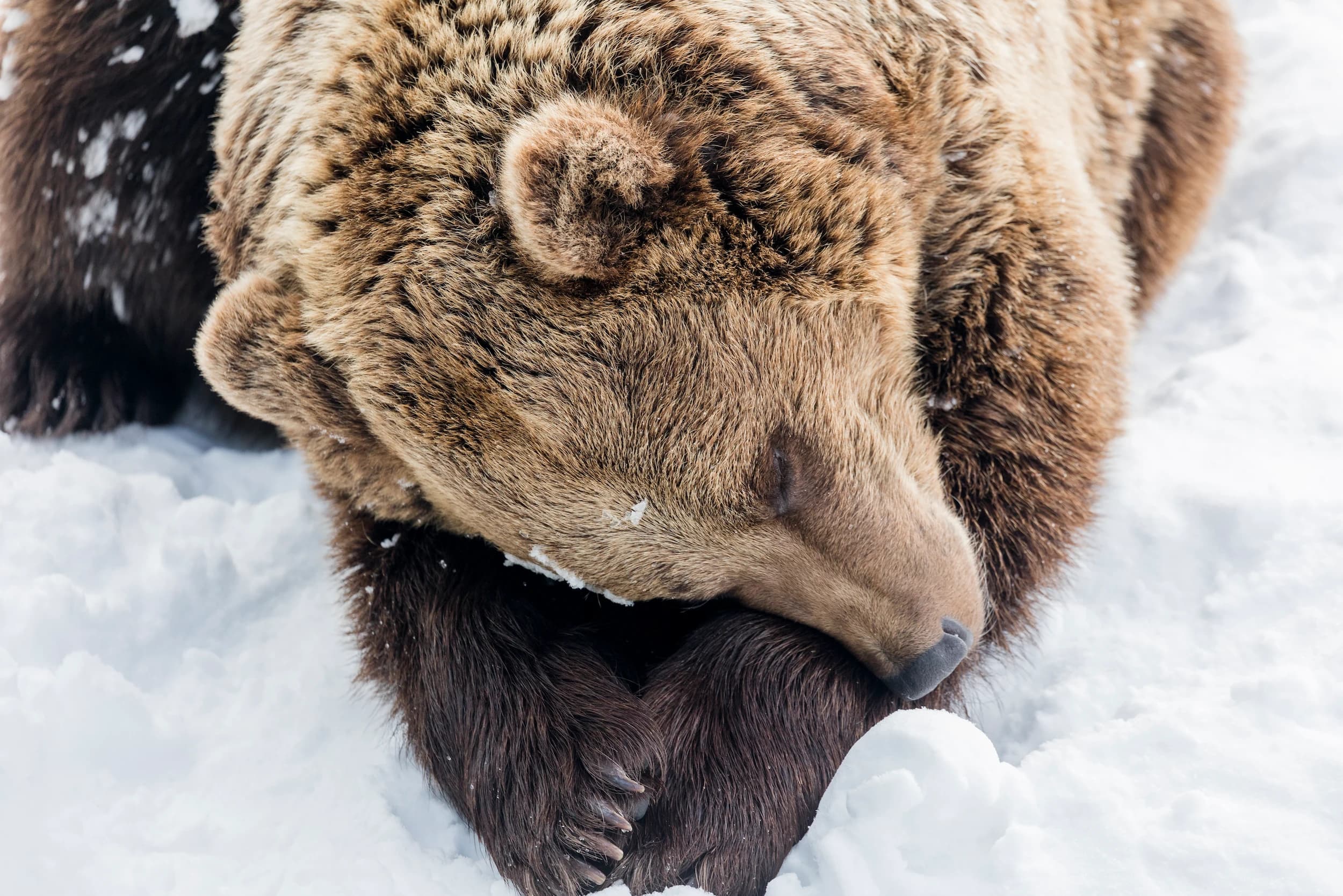 Brown bear in Ranua Zoo