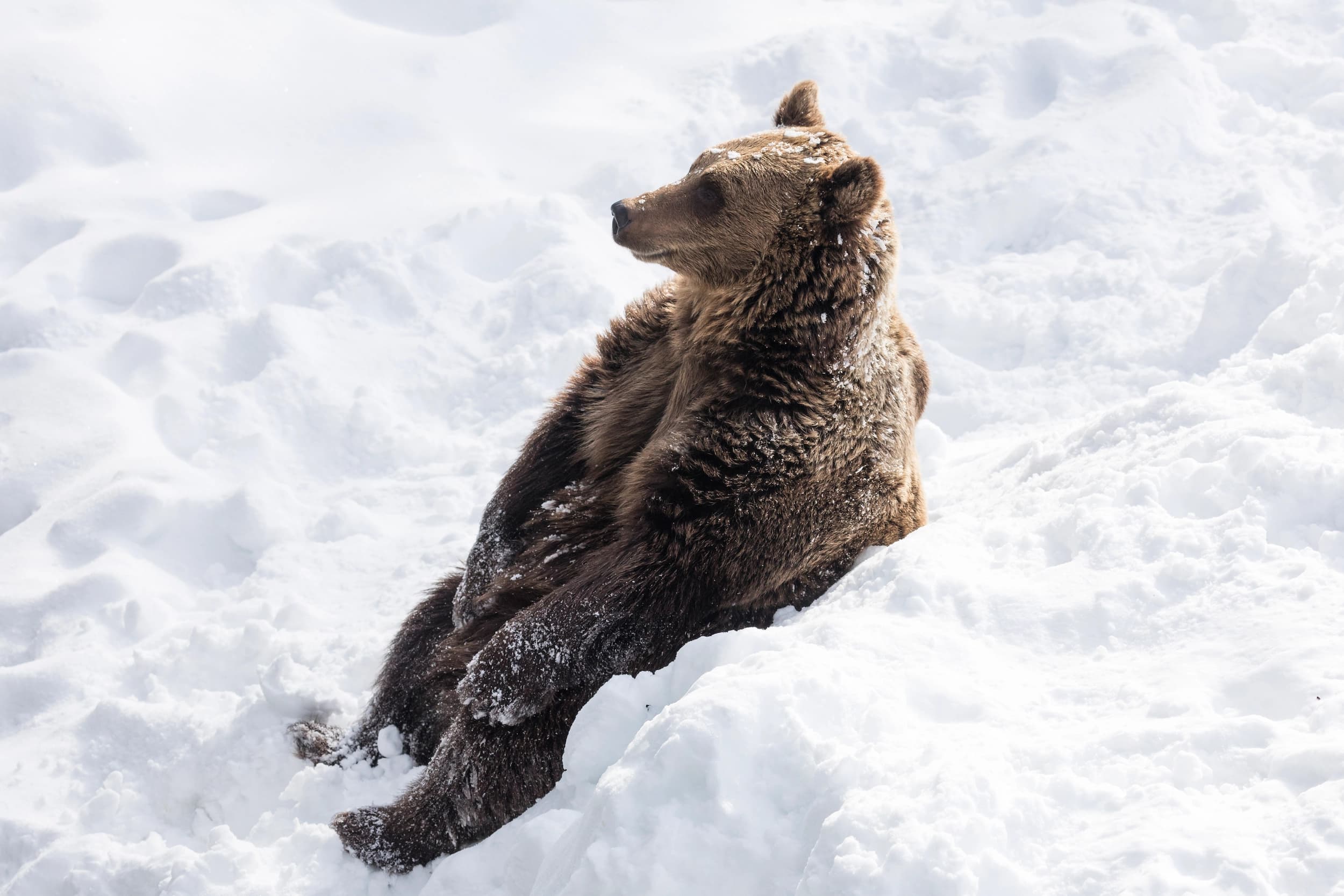 Brown bear sitting