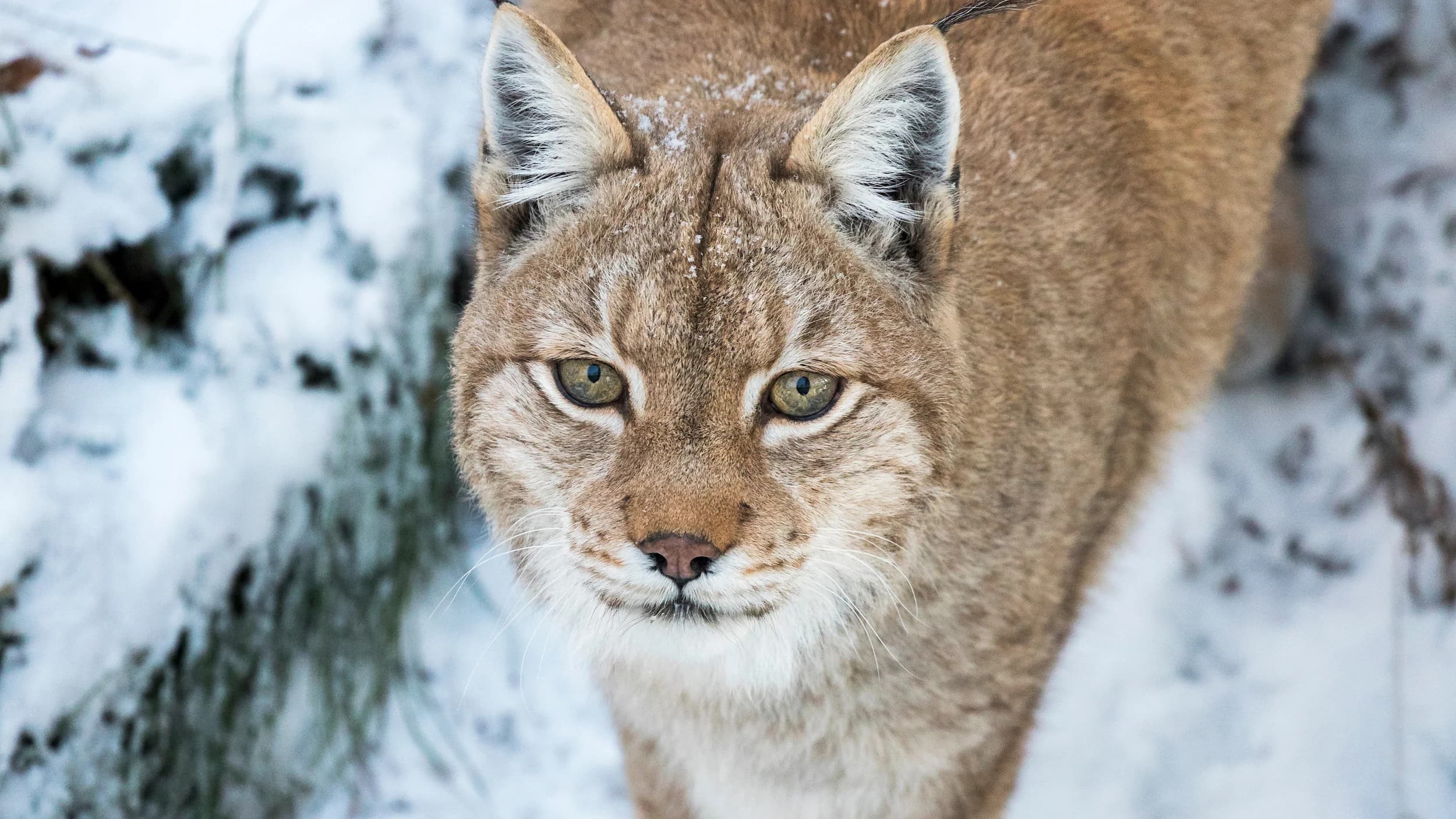 Lynx in Ranua Zoo