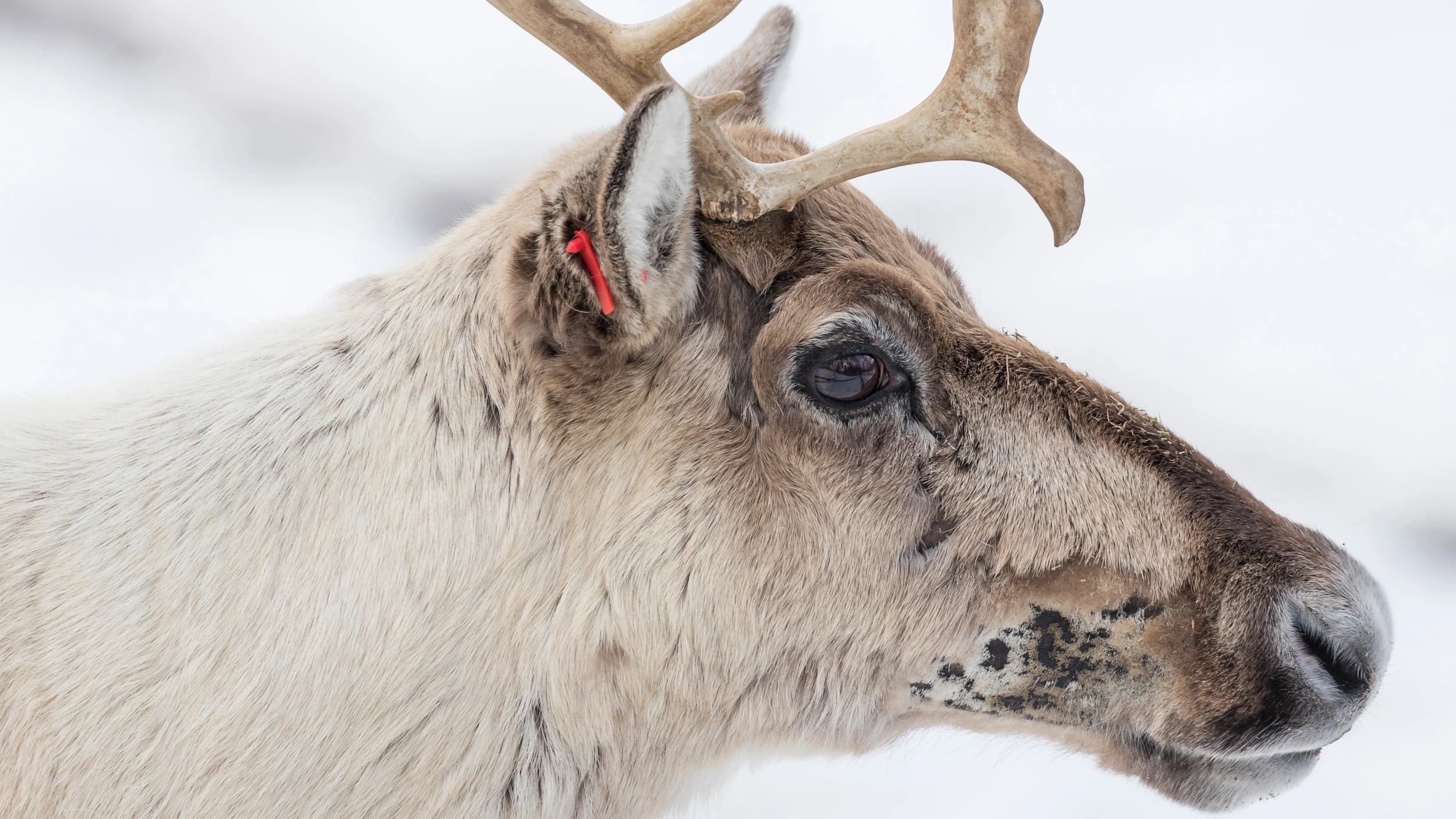 Reindeer in Ranua Zoo