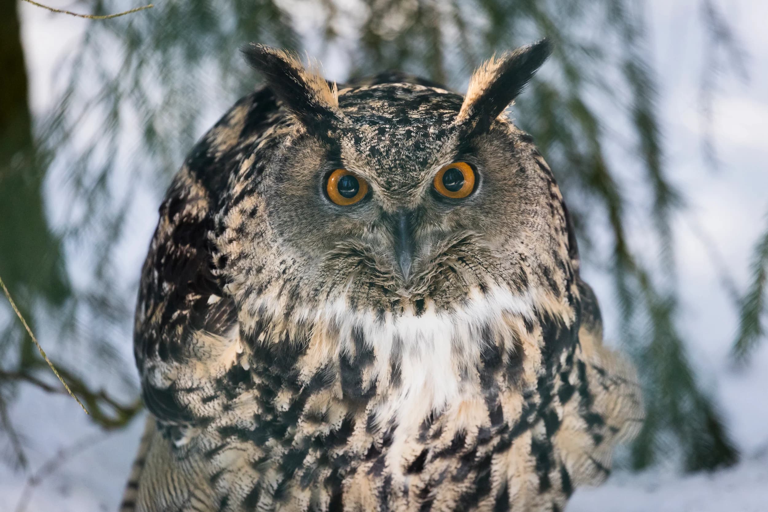 Eagle owl in Ranua Zoo