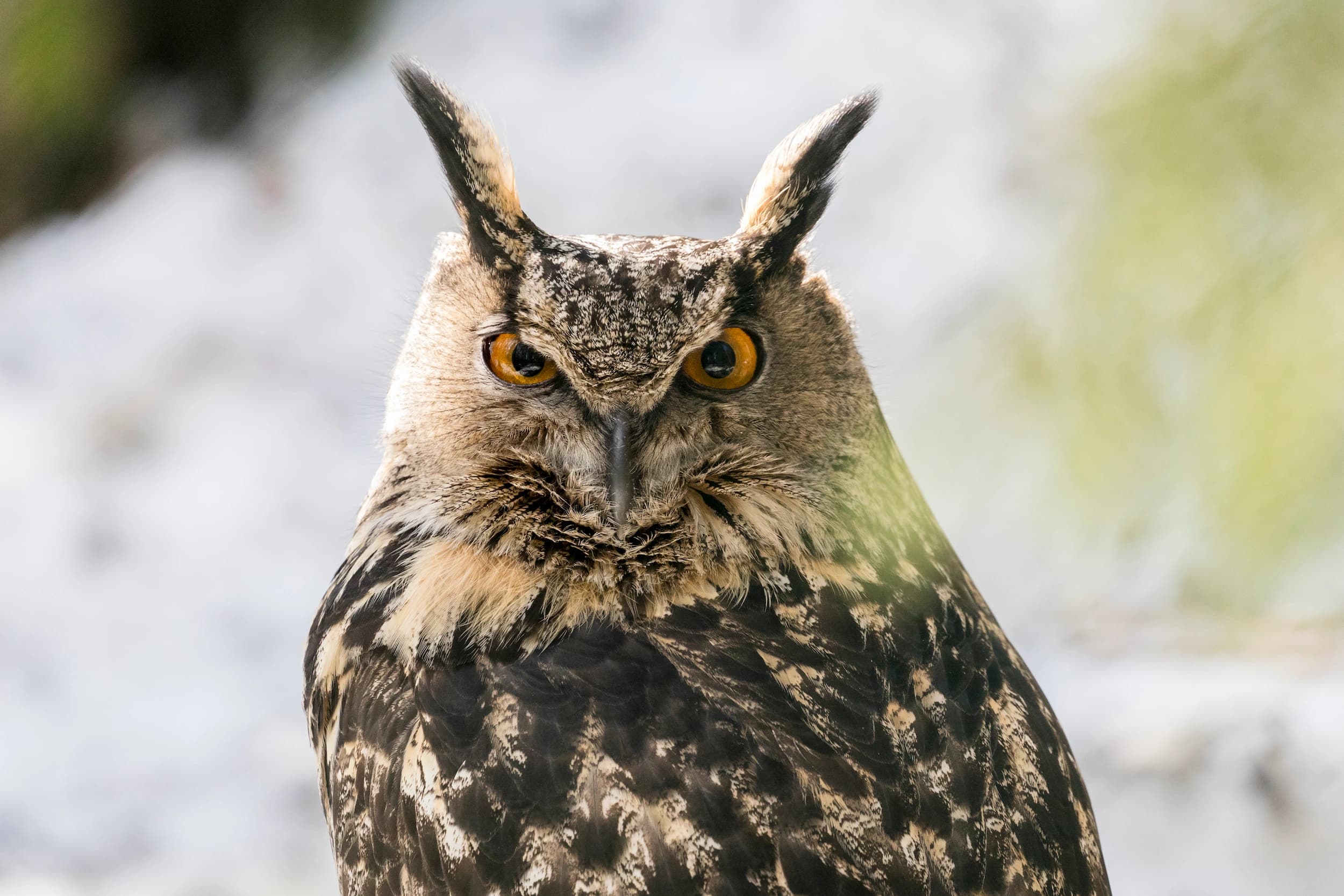 Eagle owl perched