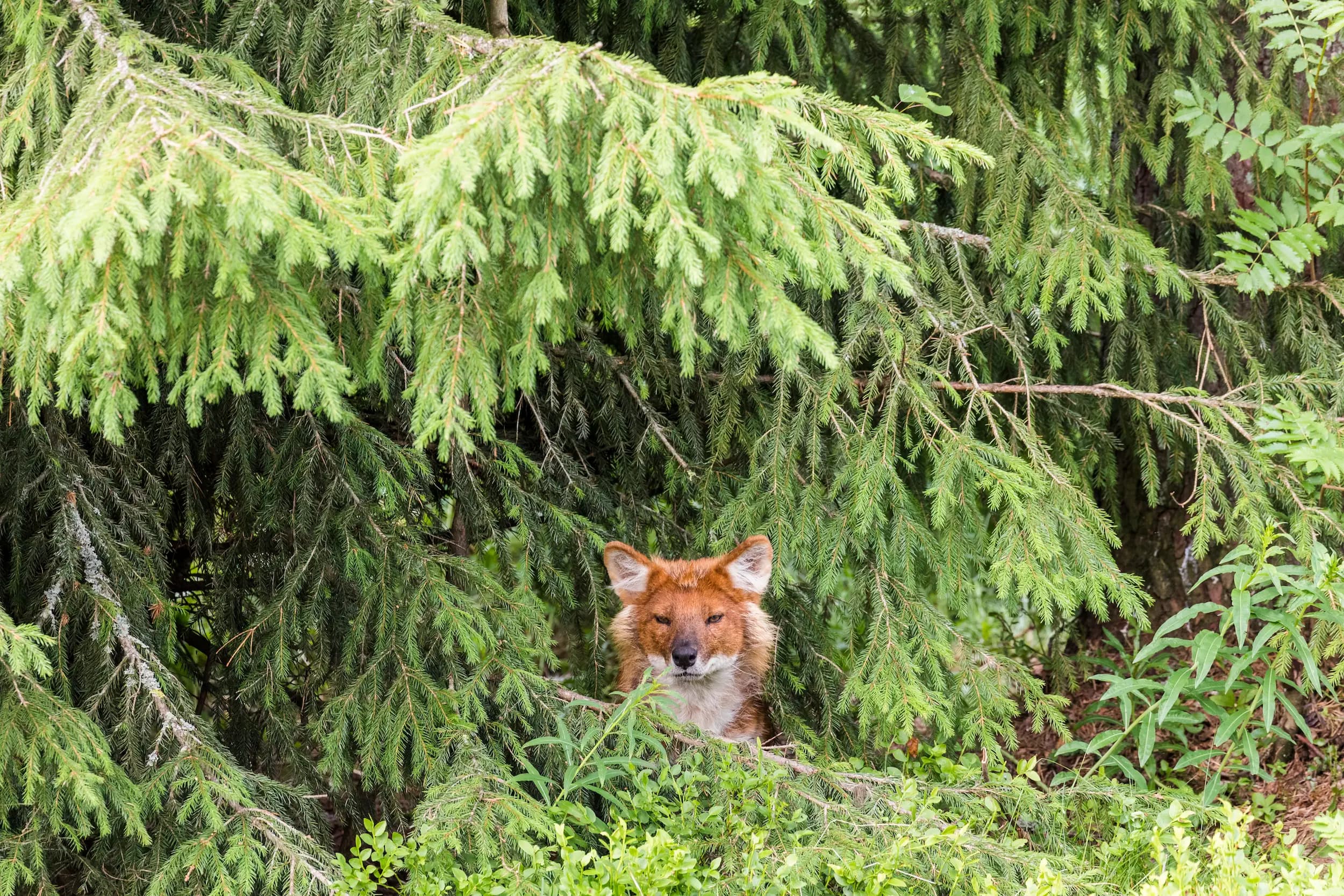 Fox under the tree