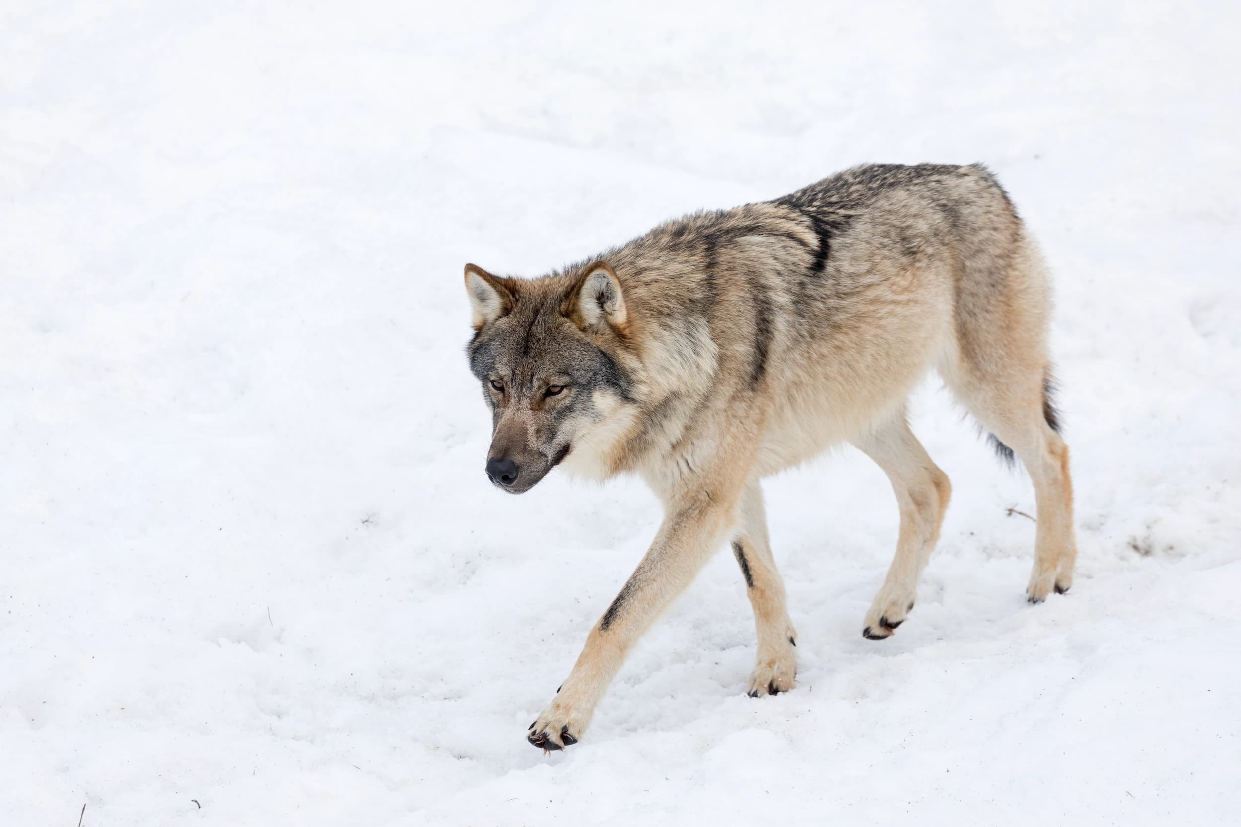 Grey wolf in Ranua Zoo
