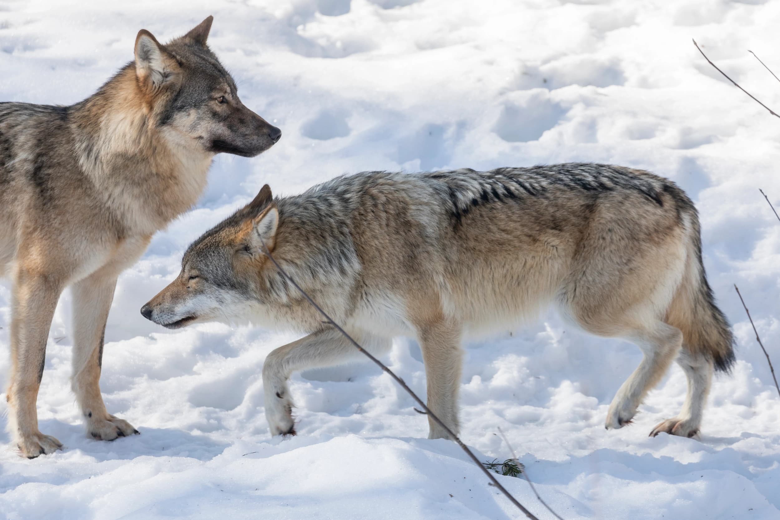 Grey wolves in Ranua Zoo