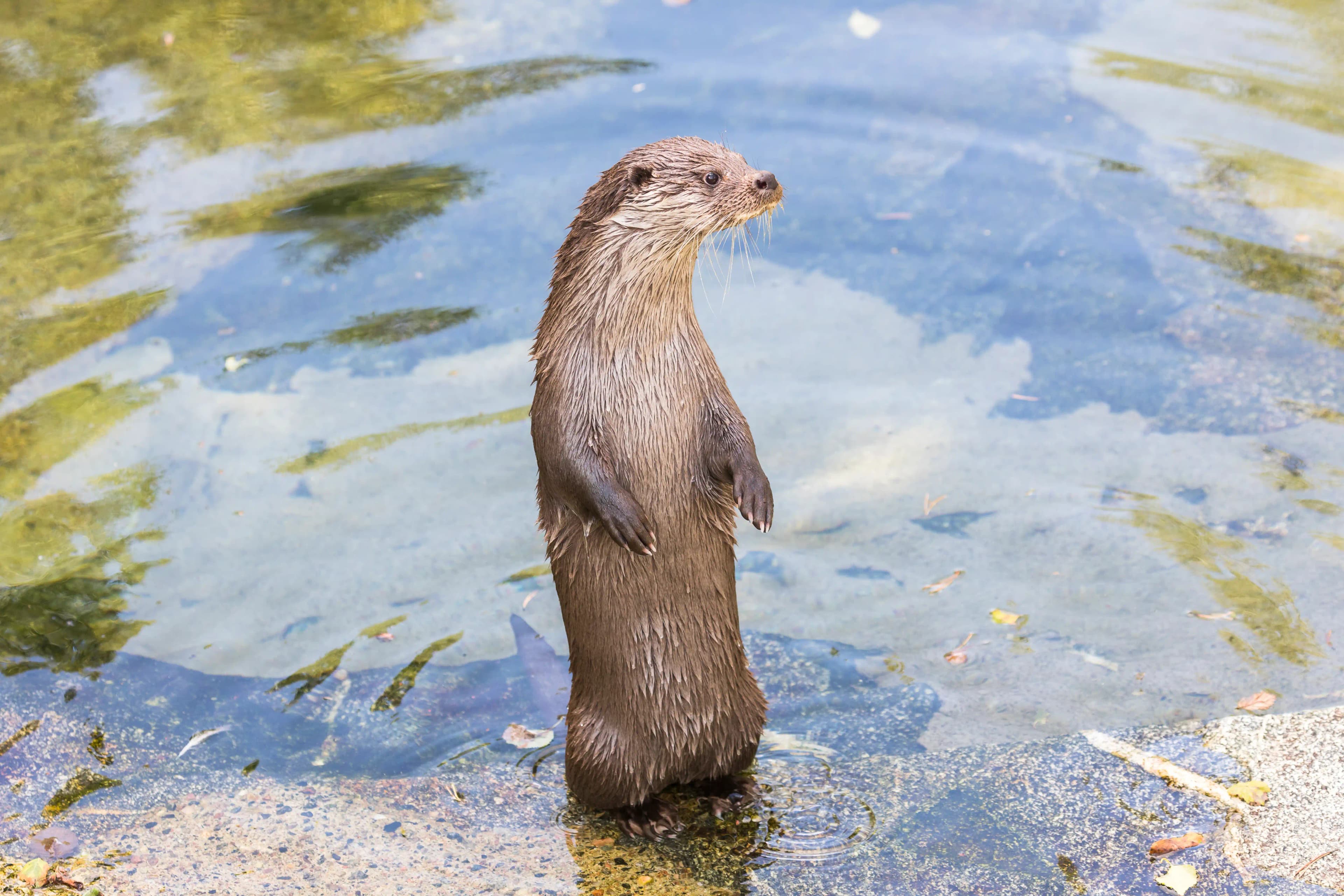 Otter standing on water