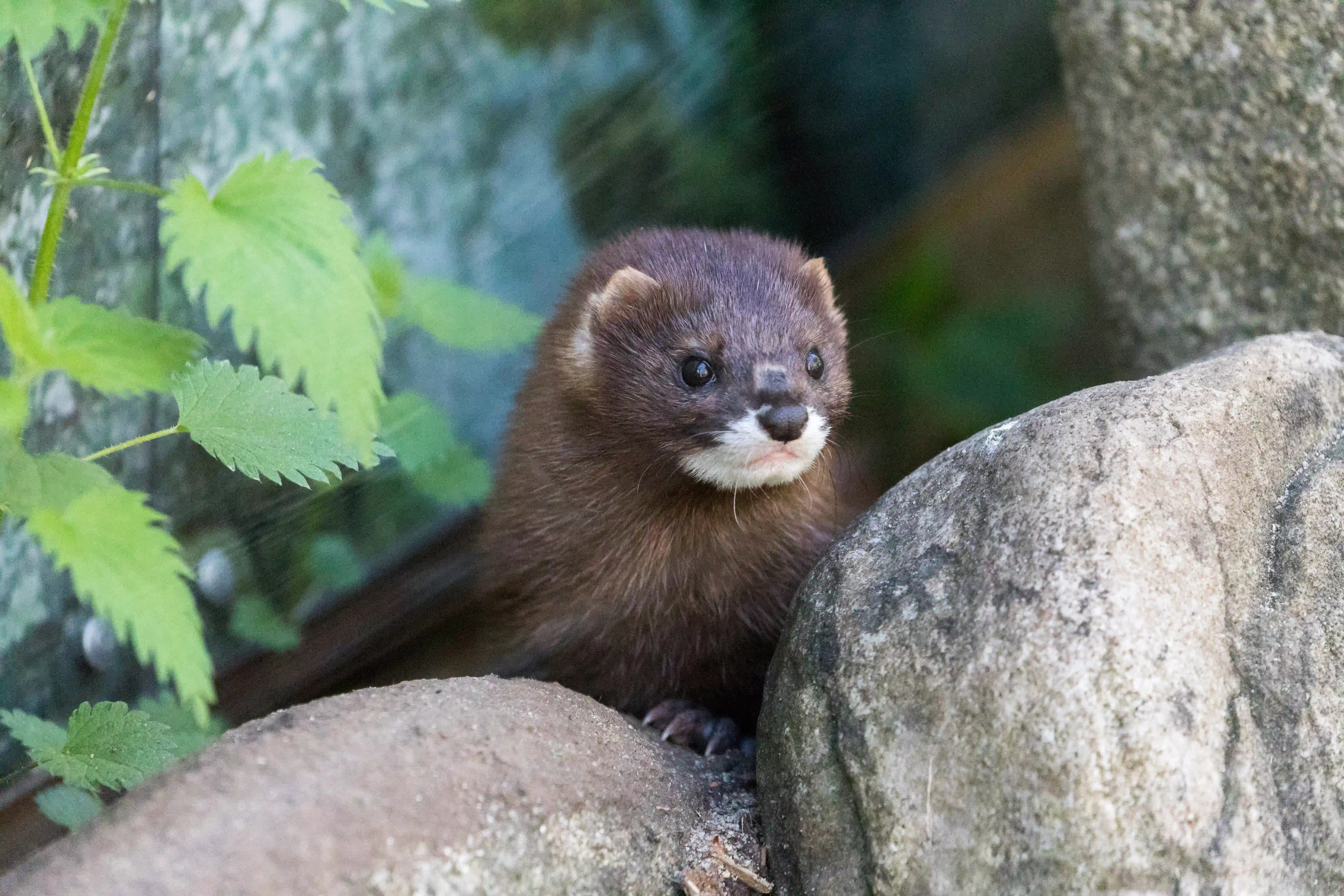 Otter in Ranua Zoo