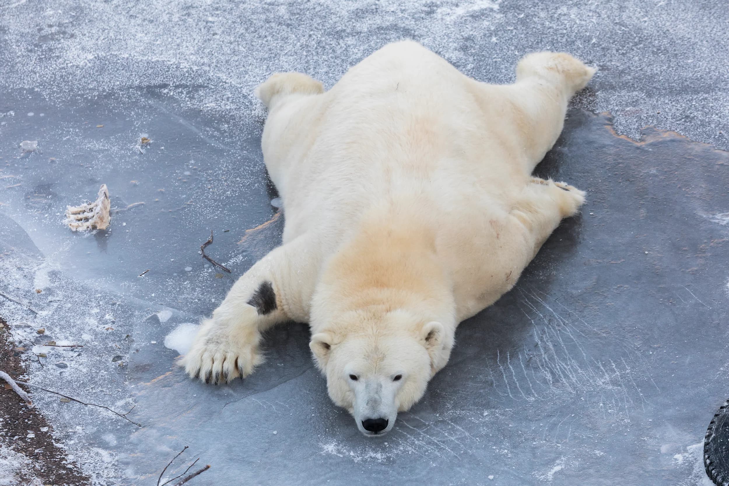 Polar bear laying on stomach