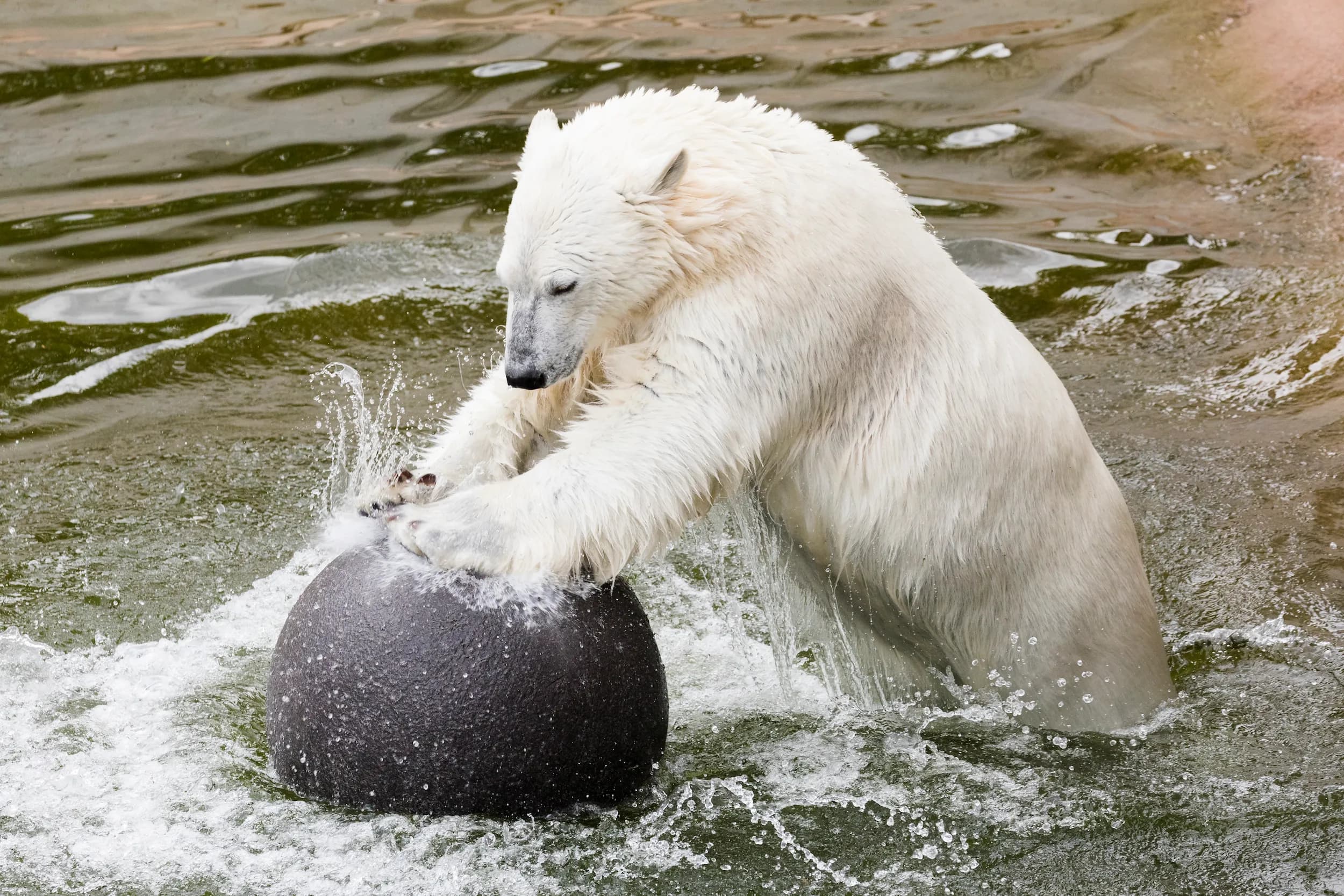 Polar bear playing with ball
