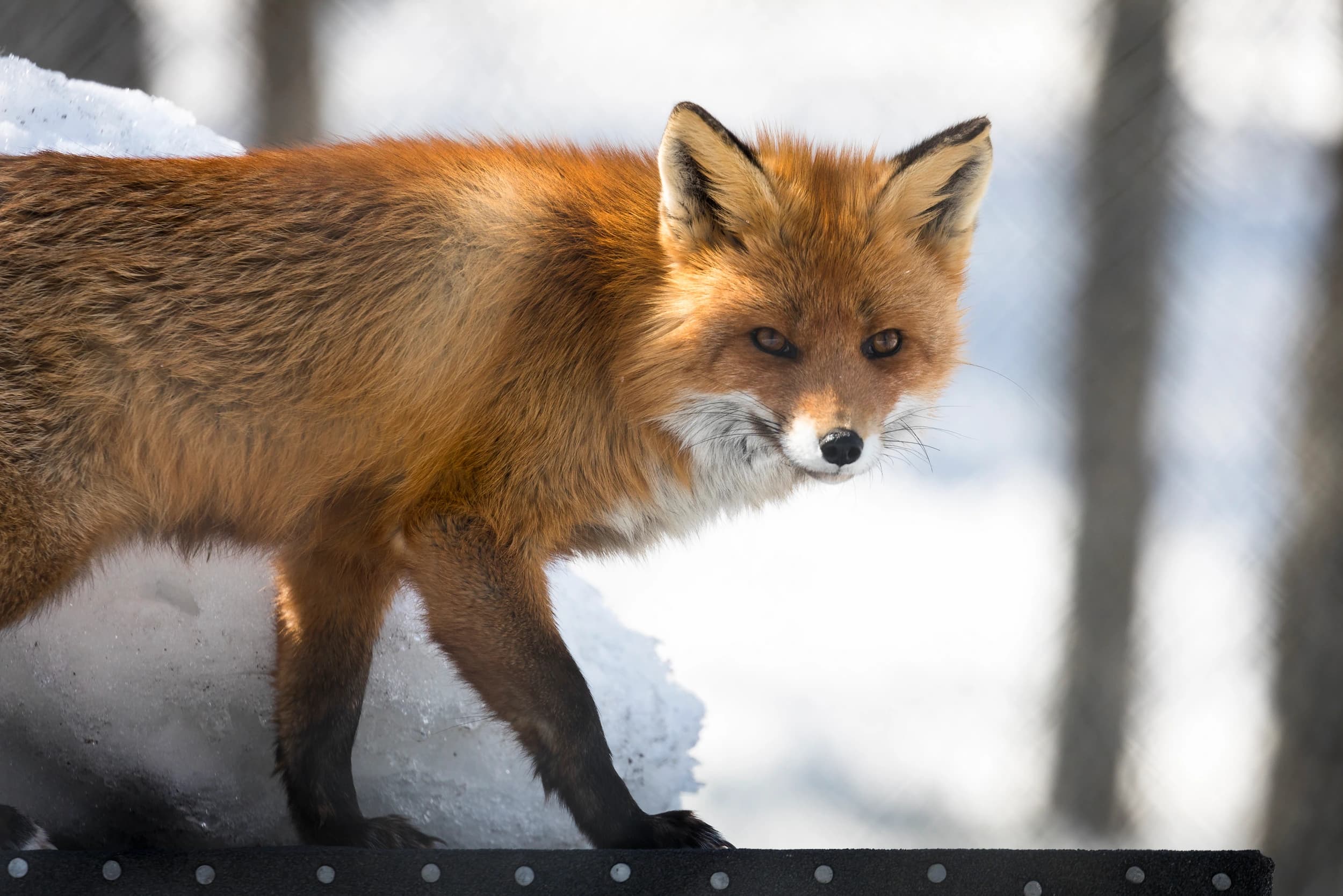 Red fox in Ranua Zoo