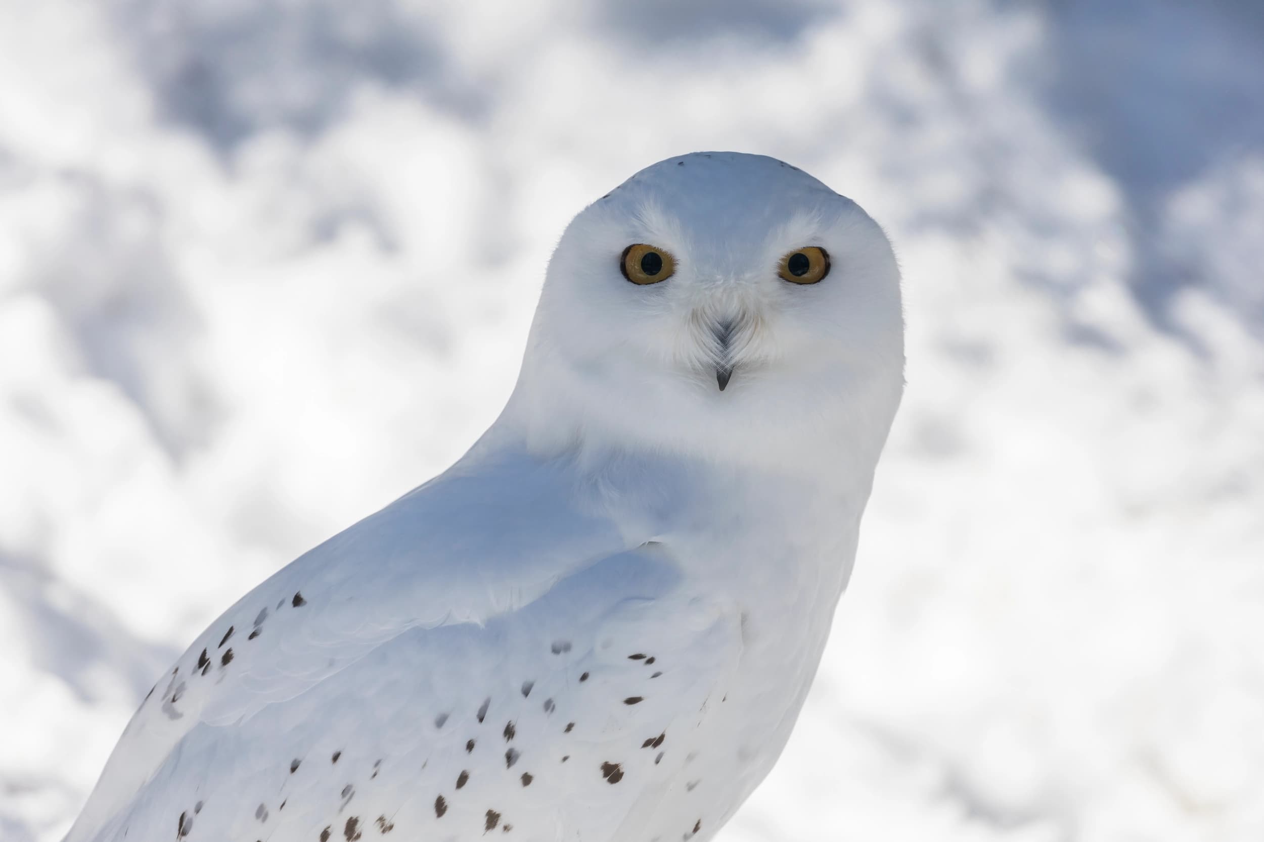Snowy owl in Ranua Zoo