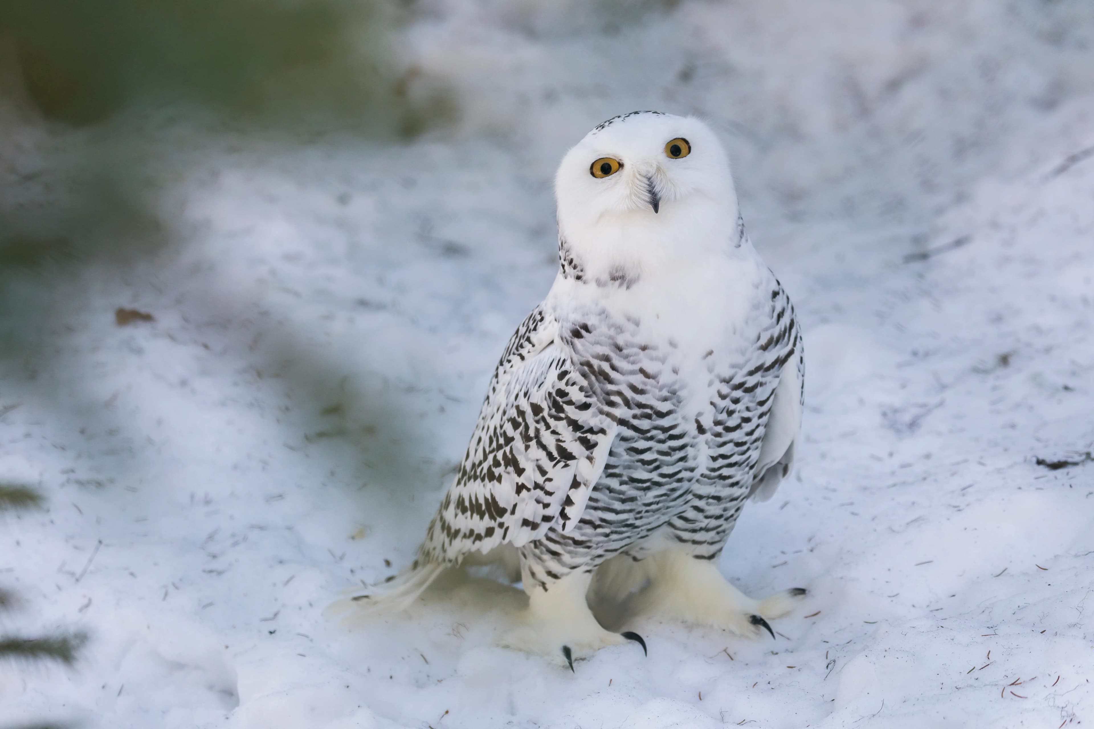 Snowy owl perched