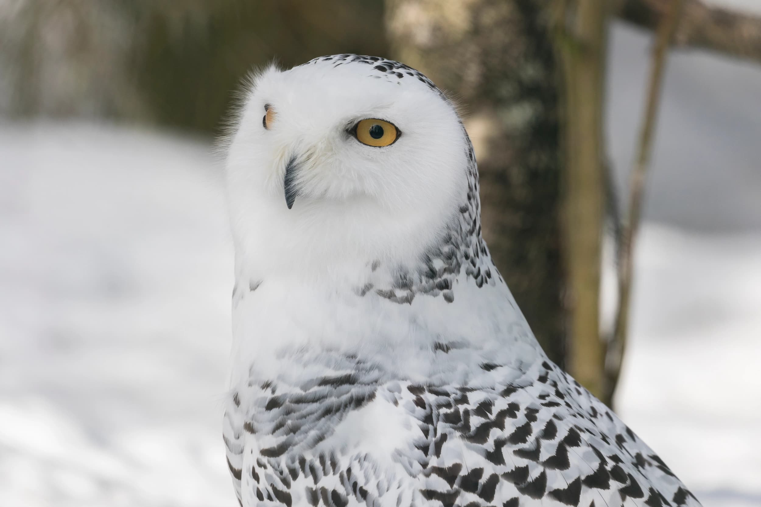 Snowy owl close-up