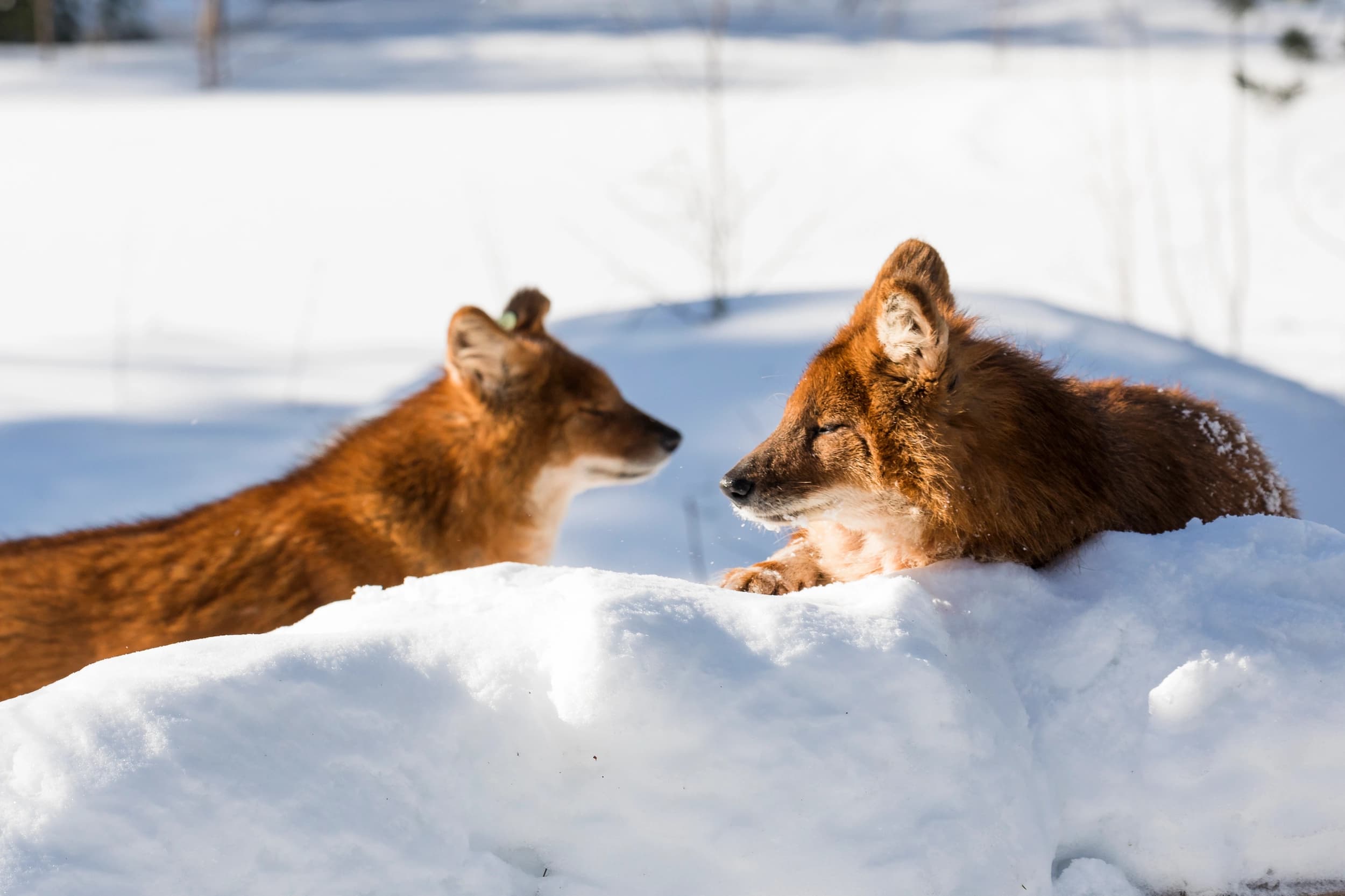 Two foxes in Ranua Zoo