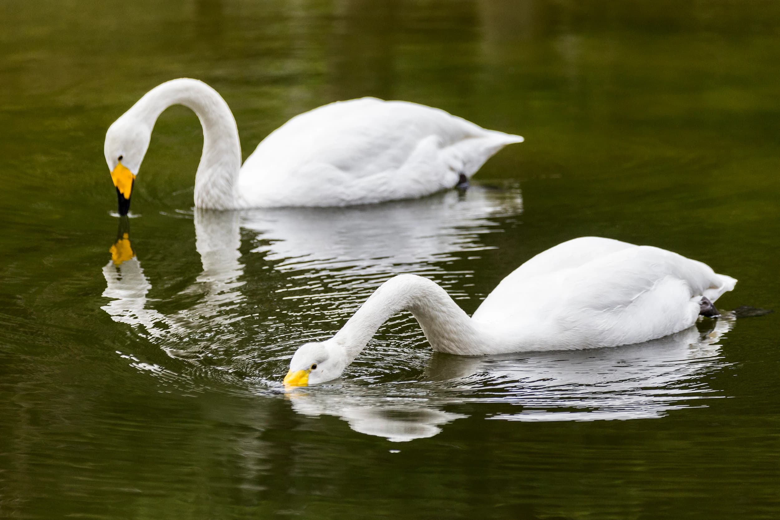 Two swans eating