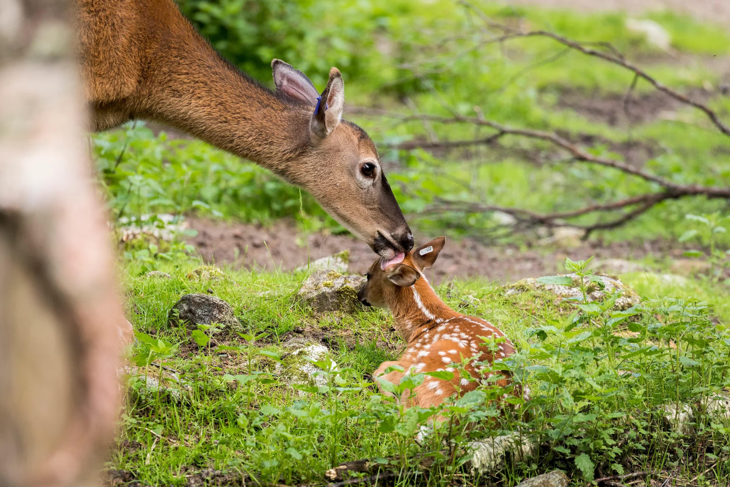 White-tailed deers in Ranua Zoo