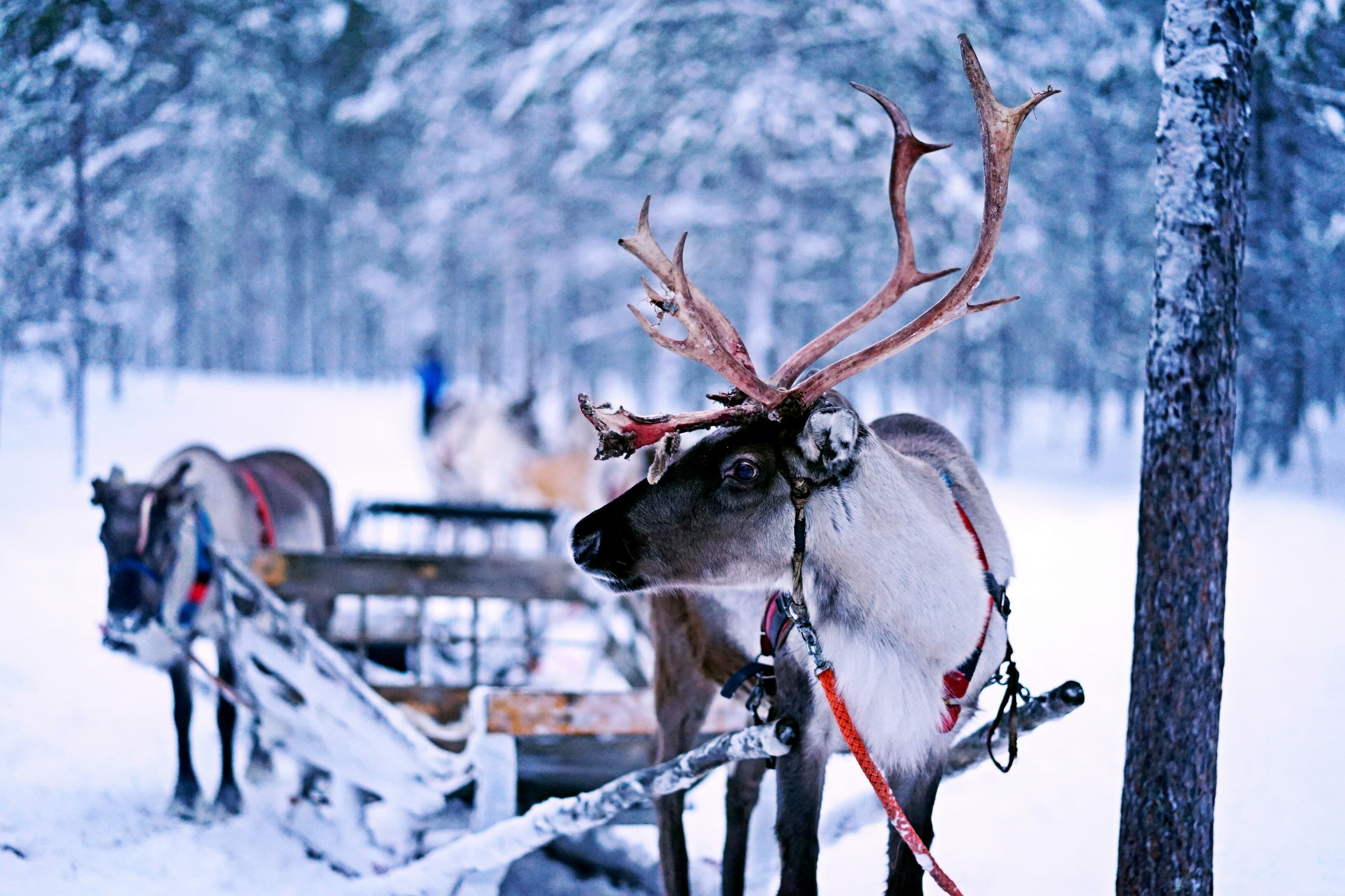 Reindeer Sleigh Rides
