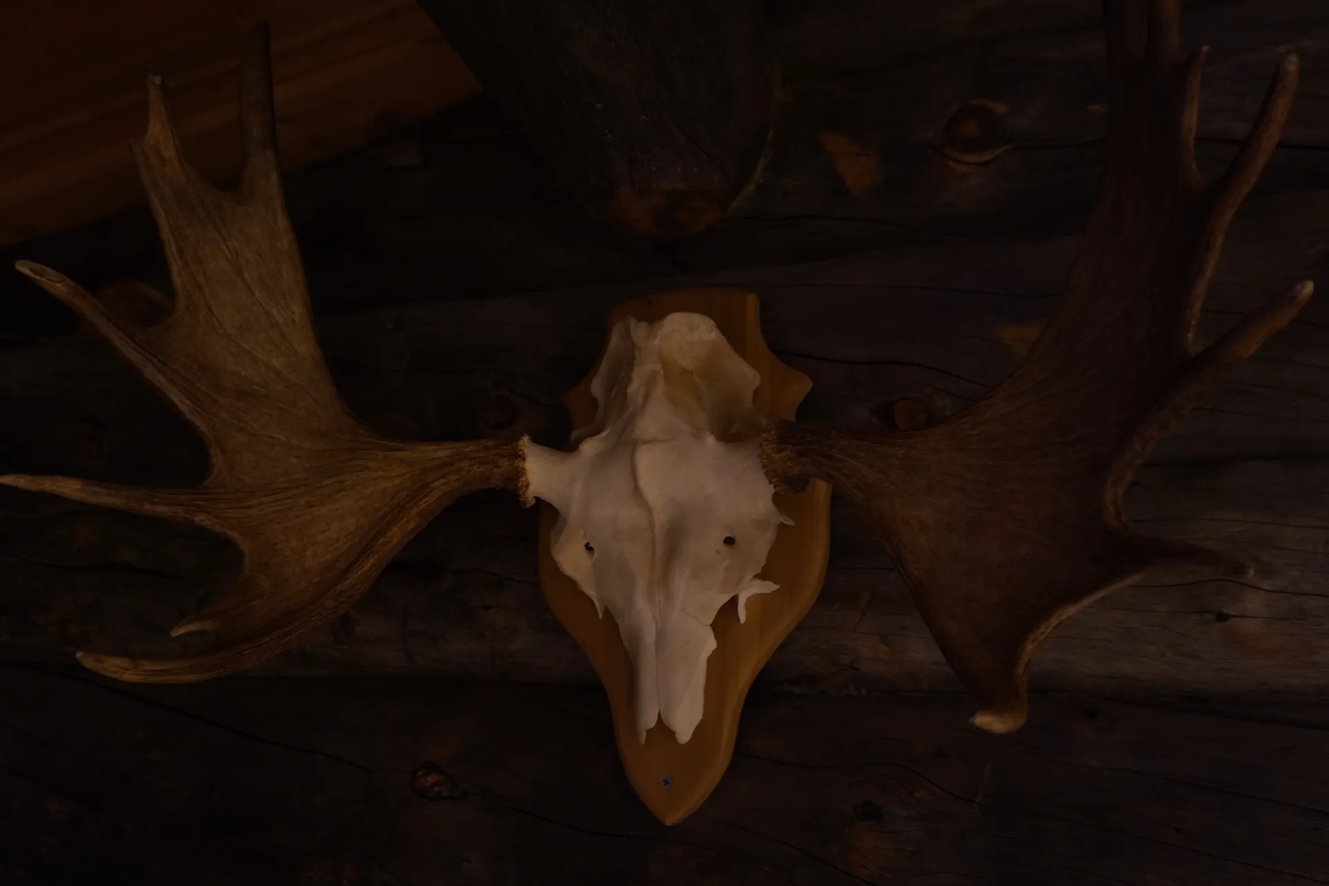 Moose decoration detail