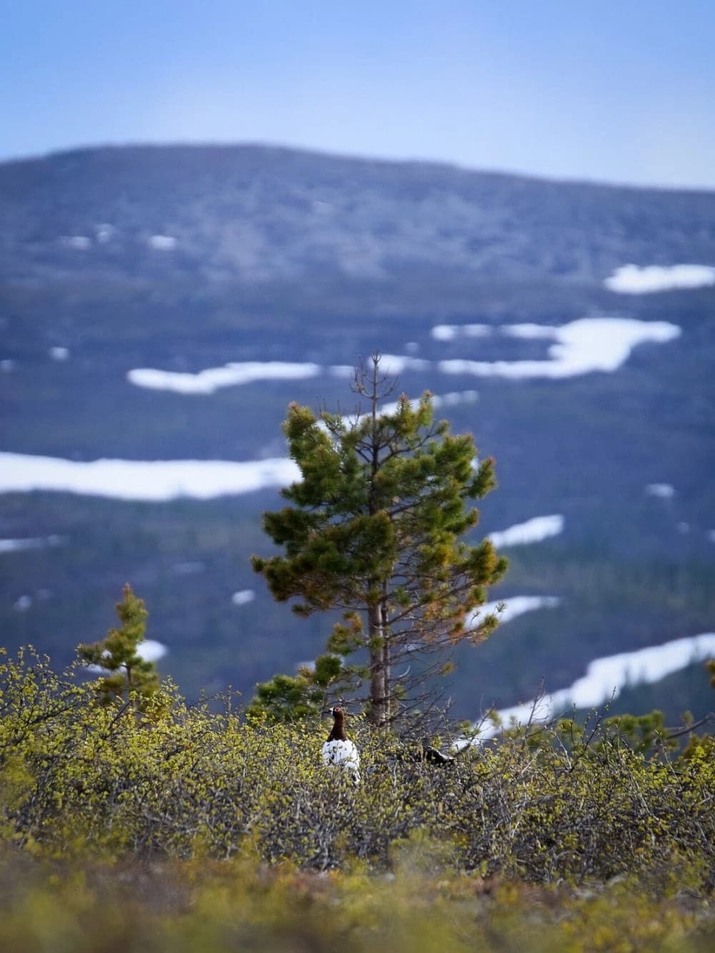 Willow hiding on a fell