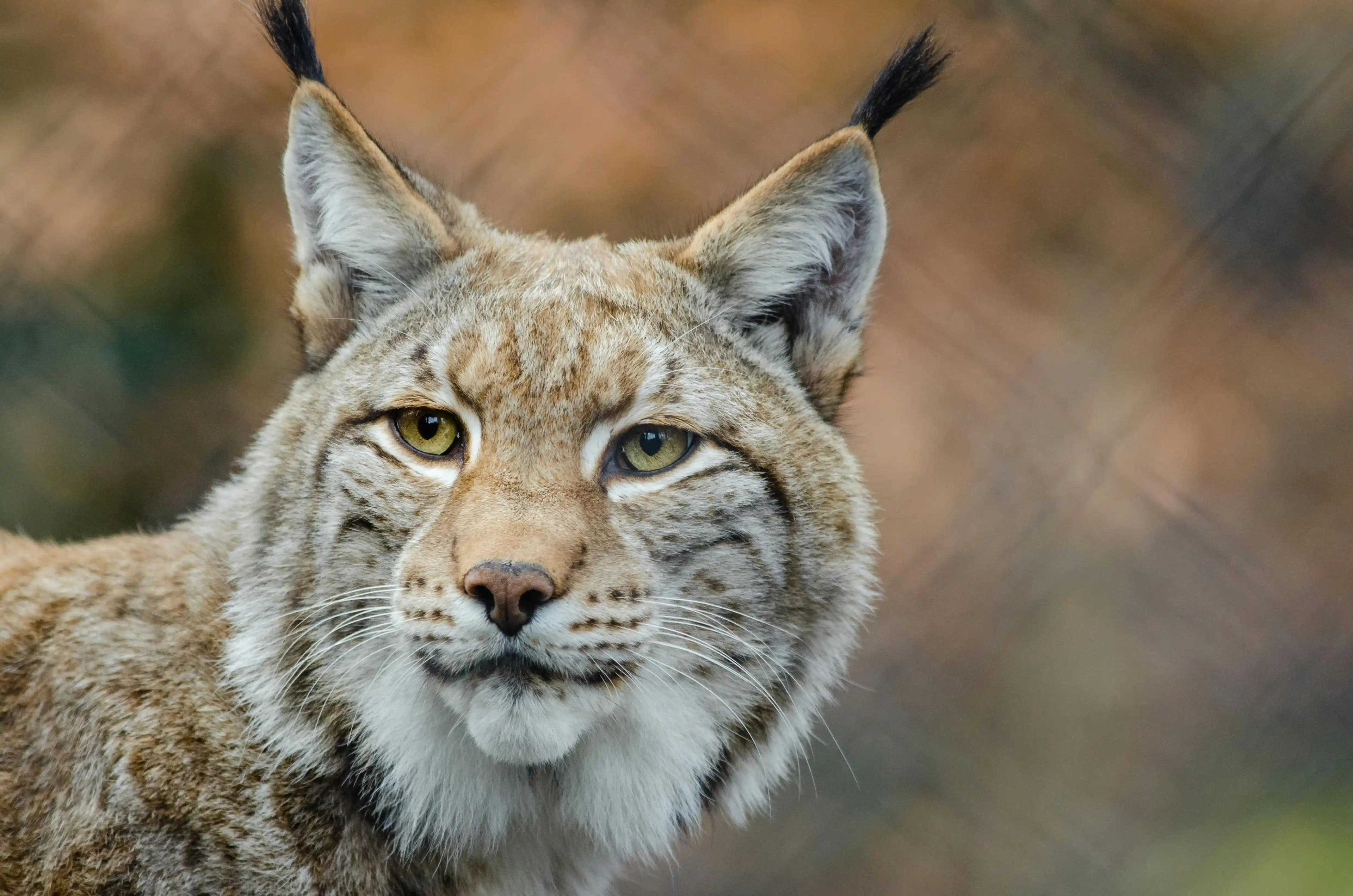 Ranua Wildlife Park Visit - Private Experience in Lapland